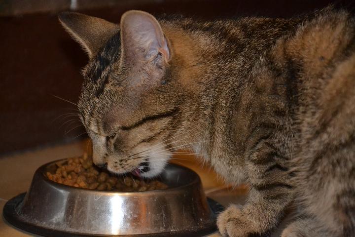 Katze richtig füttern