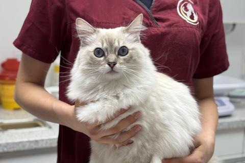 Blutuntersuchung bei Katzen