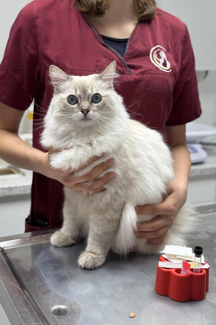 Blutuntersuchung Katze Blutuntersuchung bei Katzen