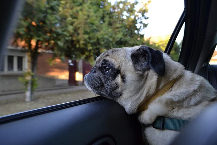 Hund sicher im Auto