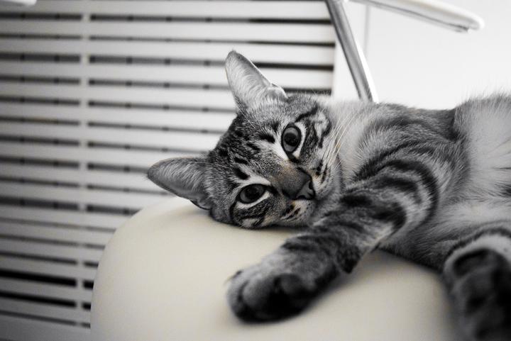 Katze Bluthochdruck