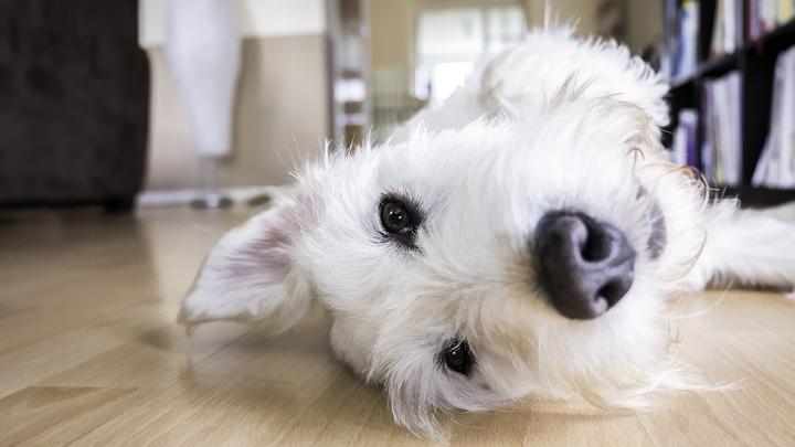 Xylit Hund