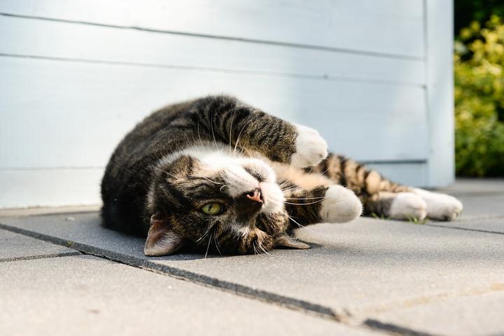 Kastration von Katzen