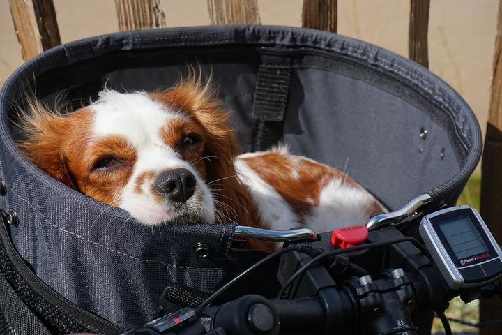 Hund Fahrrad fahren