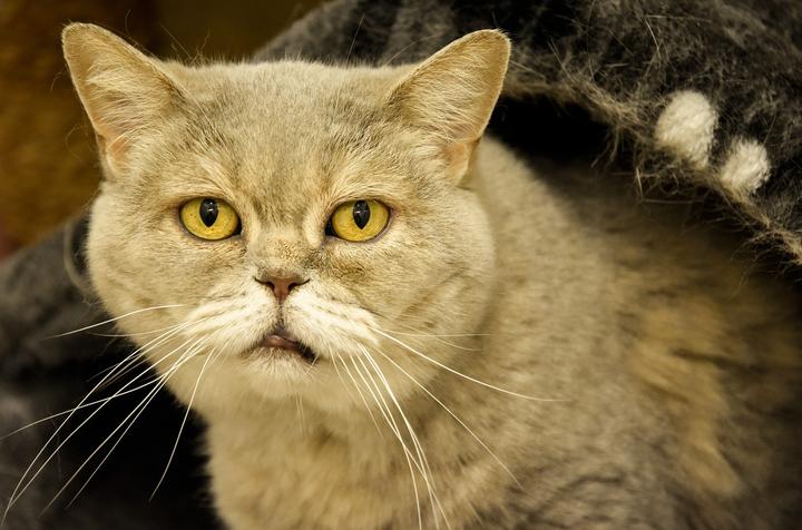 Katze mit Demenz, Demenz behandeln Katze
